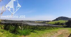 Sítio de 4 Alqueires com Boas Construções e Parreiras de Uva – Salto de Pirapora/SP