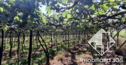 Sítio de 4 Alqueires com Boas Construções e Parreiras de Uva – Salto de Pirapora/SP