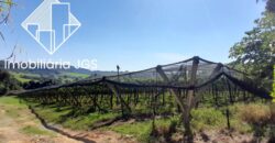 Sítio de 4 Alqueires com Boas Construções e Parreiras de Uva – Salto de Pirapora/SP